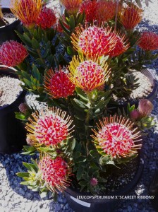 Leucosperumum x 'Scarlet Ribbons'